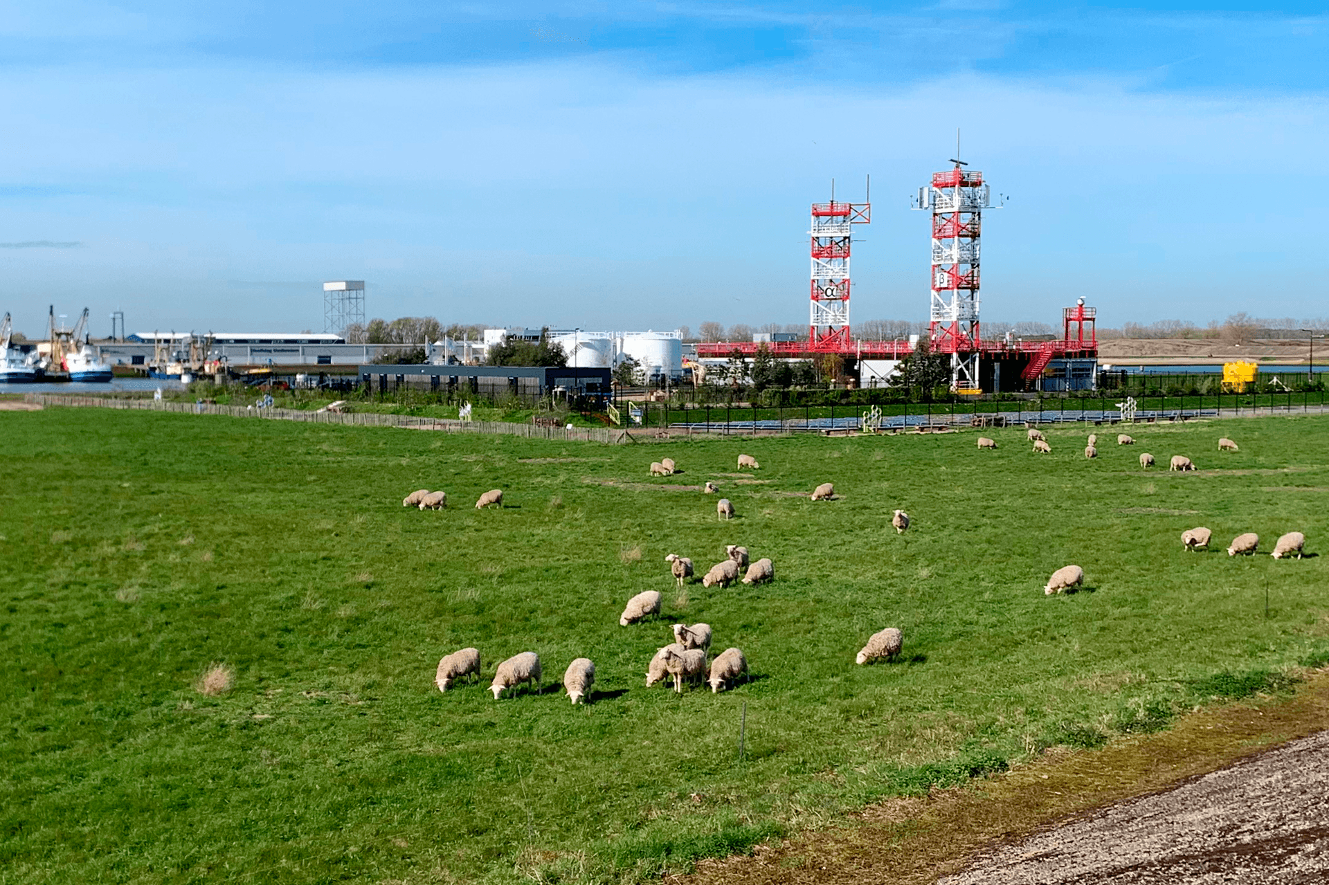 Foto van de begrazing rondom het Offshore Expertise Centrum